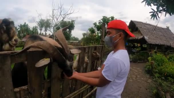 Junger Mann Mit Maske Der Ziegen Seinen Händen Füttert Auf — Stockvideo