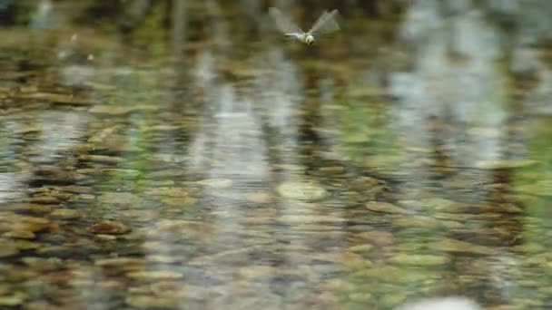 Libélula Escumadeira Cauda Preta Voando Cima Calma Água Fluvial Tranquila — Vídeo de Stock