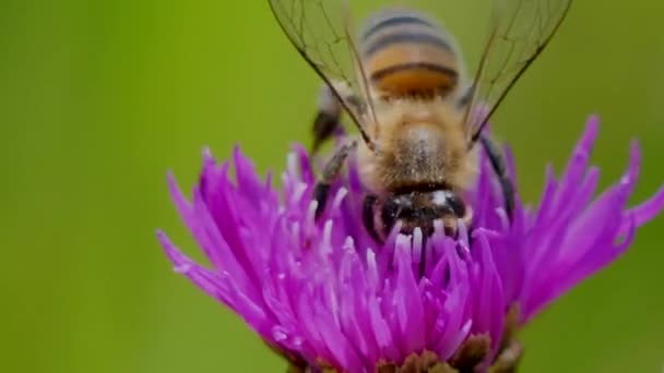Extrema Macro Disparo Abeja Silvestre Recogiendo Polen Flor Púrpura Jardín — Vídeos de Stock