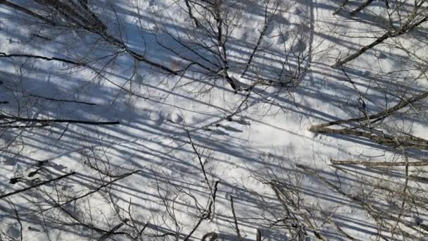 Група Людей Сніг Взуття Через Ліс Видно Дрона Над Ними — стокове відео