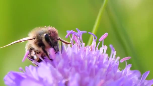 自然界中花朵授粉过程中蜜蜂的紫色花粉 — 图库视频影像