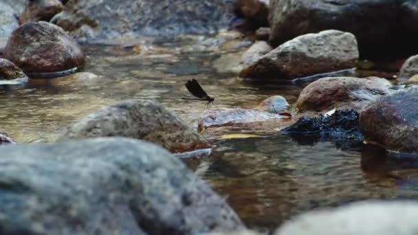 Mediterráneo Damisela Demoiselle Mueve Alas Pie Roca Del Río Día — Vídeos de Stock