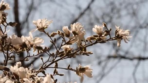 木兰花从树上绽放的一段固定的特写镜头 牠们常见于东亚 东南亚及西印度群岛 它以法国植物学家Pierre Magnol的名字命名 — 图库视频影像