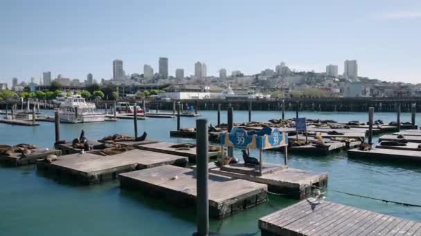 Kalifornští Lvi Shromažďují Docích Přístaviště San Franciscu Kalifornii Široký — Stock video