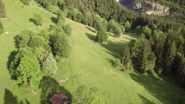 Aerial Drone Footage Pushing Alpine Meadows Sycamore Maple Trees Swiss — Stock Video