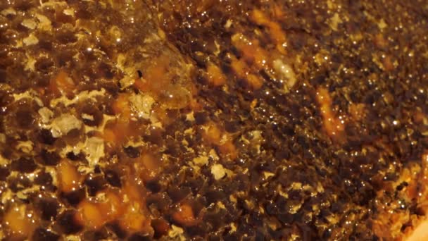 Slow Motion Slider Close Shot Honey Flowing Beehive — Stock Video