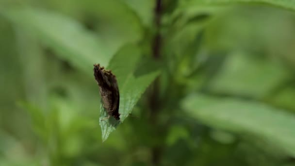 Hnědý Motýl Křovinatýma Nohama Stojící Listech Letící Chvíli — Stock video