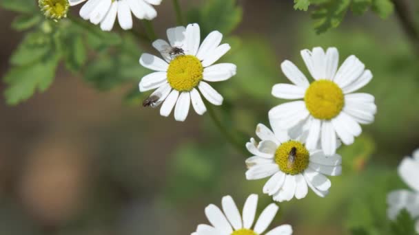 ショウジョウバエのグループは 受粉のためにデイジーの花を飛び回っています — ストック動画