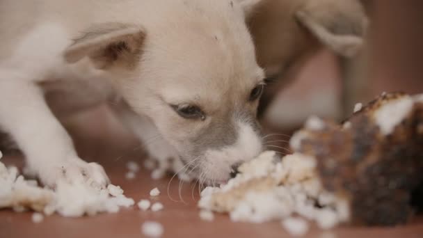 Close Shot Puppies Eating Left Food — Stock Video