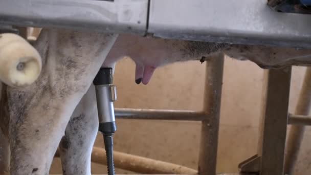 畜栏奶牛自动自动挤奶过程的近照 — 图库视频影像