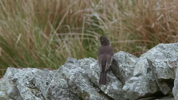 Ring Ouzel Weibchen Auf Trockenmauer Hochland Ausgebüxt — Stockvideo