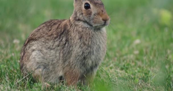 Közelkép Keleti Cottontail Nyusziról Fülbevalót Hallgat — Stock videók