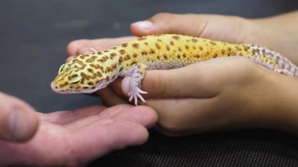 Pocieszanie Meme Pet Gecko Jaszczurki Choroby — Wideo stockowe