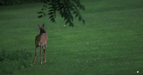 Cervo Femmina Piedi Prato Circondato Lucciole Incorniciato Sinistra — Video Stock