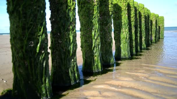 オランダのビーチで藻類の厚い層で完全に覆われている木製の棒 柔らかい朝の光と静的な映像 — ストック動画
