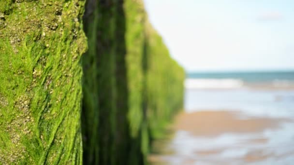 Närbild Gröna Alger Som Växer Träspön Vid Det Lugna Nordsjön — Stockvideo
