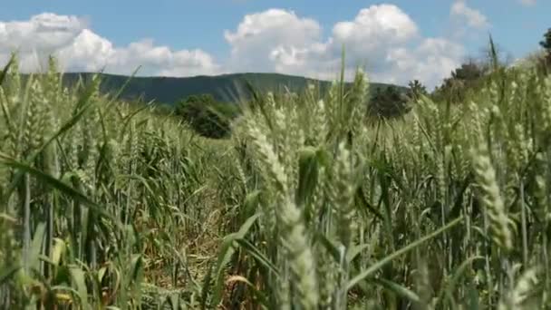 夏は小麦の茎の間を歩き曇りの空 — ストック動画