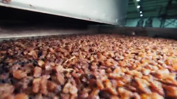 Fabrikadaki Tasnif Makinesinde Kuru Üzüm Var Üzüm Işleme Tesisi Kapatın — Stok video