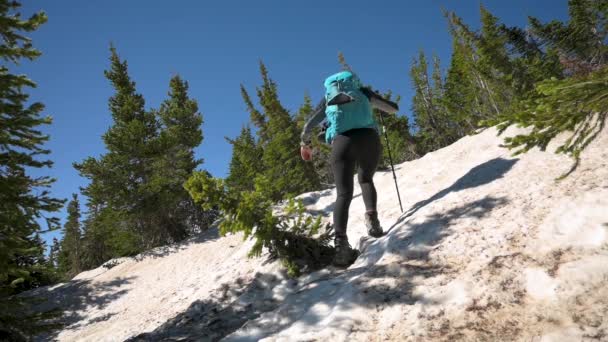 Πεζοπόροι Σκαρφαλώνουν Απόκρημνο Χιόνι Και Πάγο Μέσα Από Δέντρα Κατά — Αρχείο Βίντεο