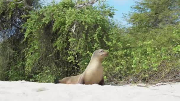 Sea Lion Waddling Playa Punta Beach San Cristobal Island Galapagos — стокове відео