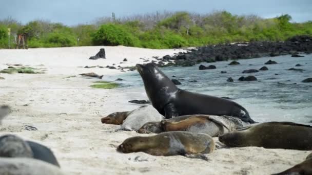 León Marino Macho Galápagos Ahuyentando Macho Más Pequeño Playa Punta — Vídeo de stock