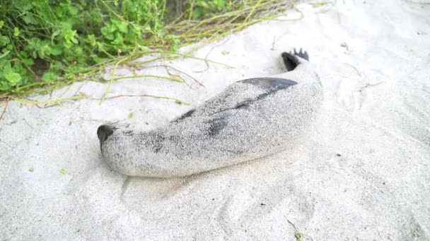 León Marino Galápagos Rodando Para Cubrirse Arena Playa Punta Beach — Vídeos de Stock