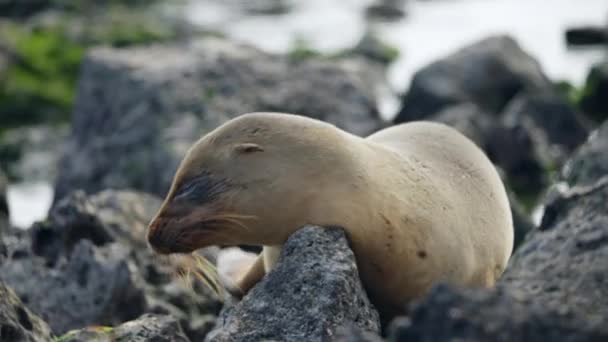Galápagos Sea Lion Descansando Rocas Lava Playa Punta Beach Moción — Vídeo de stock