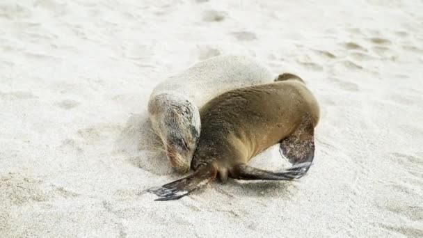 Sea Lion Snuggling Och Avkoppling Playa Punta Beach San Cristobal — Stockvideo