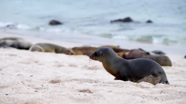 Jonge Galapagos Sea Lion Pup Wandelen Langs Playa Punta Beach — Stockvideo