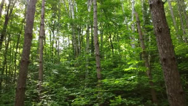 Entrando Nella Foresta Verde Sole Del Mattino Algonquin Park Ontario — Video Stock