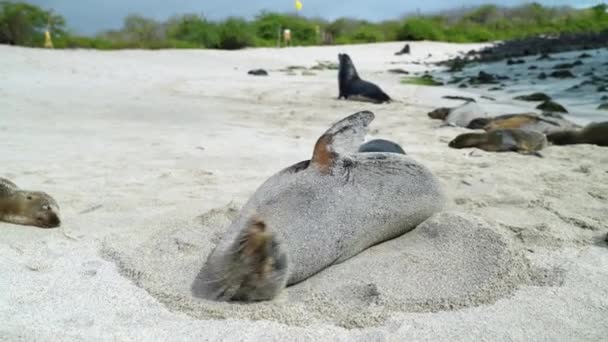 Galapagos Sea Lion Rotolarsi Intorno Coprirsi Nella Sabbia Sulla Spiaggia — Video Stock