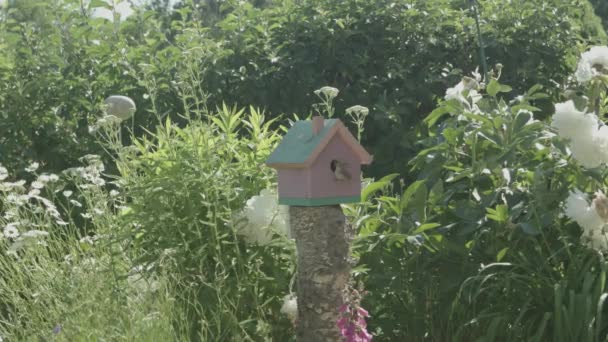 Vogel Voedt Familie Vogelhuisje Moeder Zorgt Voor Jong Zonnebloemen Buurt — Stockvideo