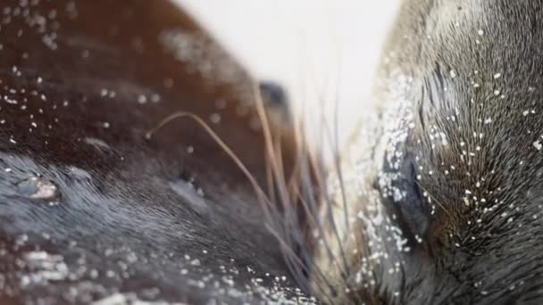 Macro Vista Cerca Joven León Marino Amamantando Leche Madre Playa — Vídeos de Stock