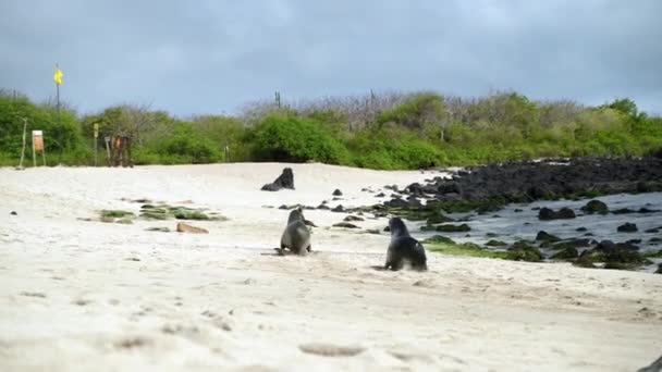 Par Leones Marinos Galápagos Caminando Largo Playa Punta Beach Distancia — Vídeo de stock