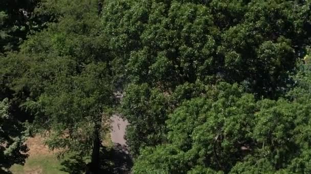 Αεροφωτογραφία Ακολουθείς Κάποιον Που Κάνει Τζόκινγκ Στο Πάρκο Μια Ηλιόλουστη — Αρχείο Βίντεο