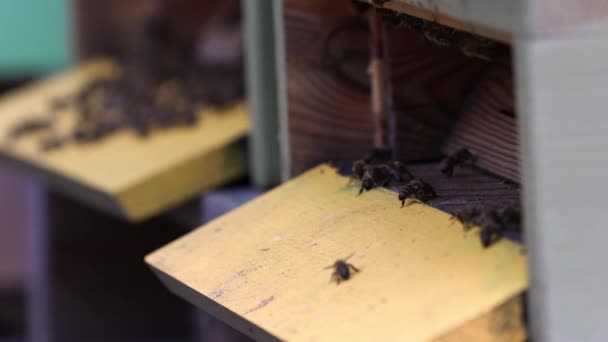 Bienenstockeintritt Mit Bienen Die Laufen Und Fliegen Nahaufnahme — Stockvideo