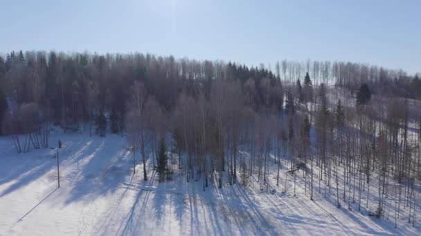 雪の森の中のチラシの木のドローンビデオ — ストック動画