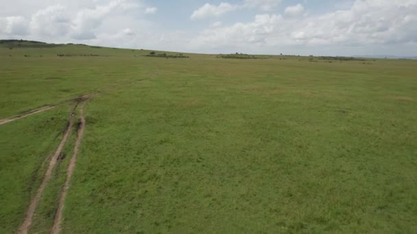 Hledání Geparda Maasai Mara Keňa — Stock video