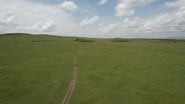 Cheetah Mengejar Beberapa Rusa Maasai Mara Kenya — Stok Video