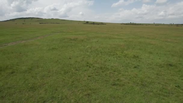 Chacales Jugando Maasai Mara Kenia — Vídeo de stock