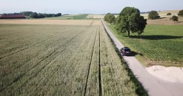 Drone Parallax Volvo Bil Kör Liten Landsväg Mellan Stora Vetefält — Stockvideo