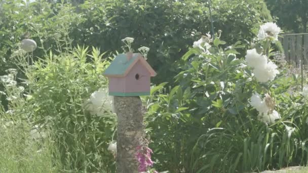 Kuş Yuvasında Ailesini Besler Anne Yavrularına Bakar Kuş Evinin Yanında — Stok video