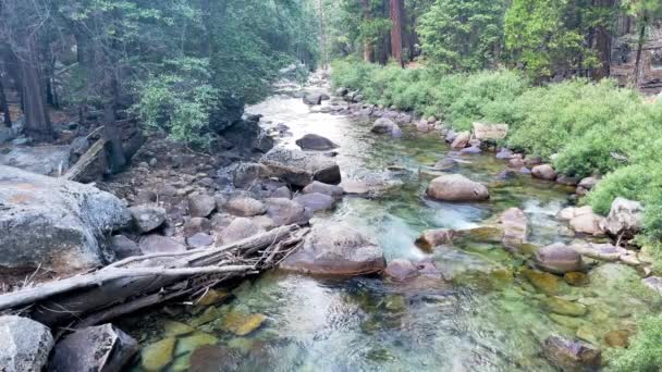 Malá Řeka Protéká Lesem Národním Parku Sequoia — Stock video