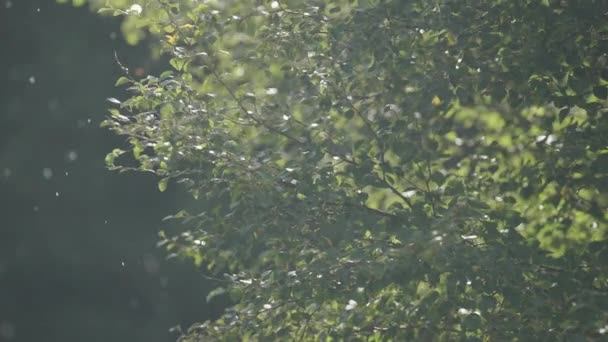 Een Close Van Groene Bladeren Onder Lichte Zomerregen Regendruppels Vallen — Stockvideo
