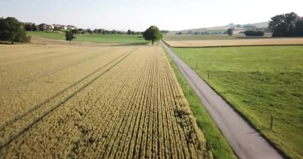 Egy Drón Repül Felé Repül Búzamezők Felett Svájci Vidéken Vaud — Stock videók