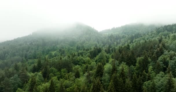 Floresta Verde Conífera Coberta Por Nuvens Nevoeiro Bakuriani Geórgia Antena — Vídeo de Stock