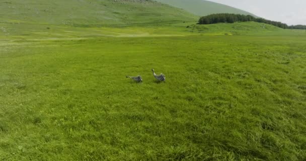 Two Common Crane Forage Food Green Grassland Aerial Descend Approach — Stock Video