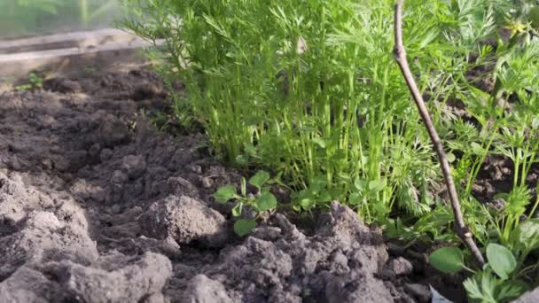 Soběstačný Životní Koncept Mrkev Rostoucí Skleníku — Stock video