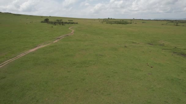 Antelopes Απολαμβάνοντας Maasai Mara Κένυα — Αρχείο Βίντεο