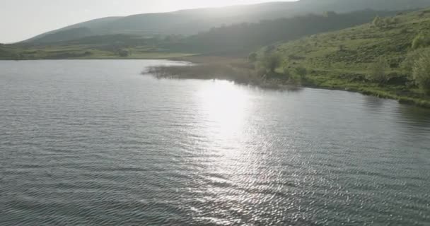 Гніздо Оксамитового Шотландця Melanitta Fusca Під Загрозою Вимирання — стокове відео